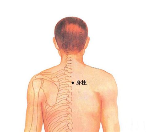 中柱穴|中柱的准确位置图片